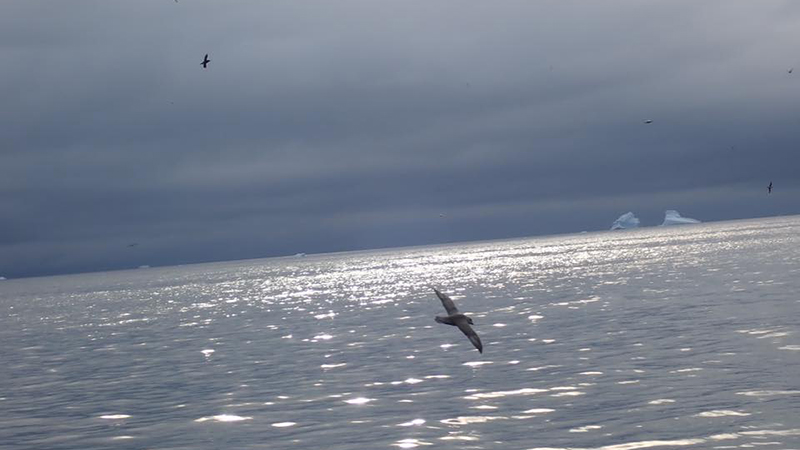 seabirds flying over the Atlantic