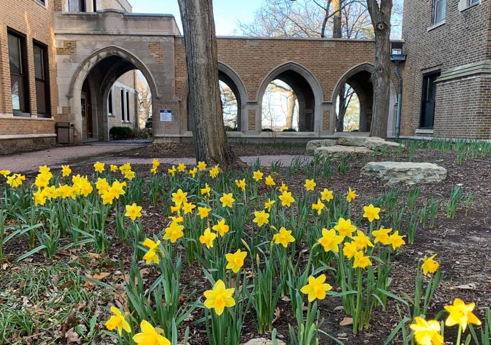 daffodils