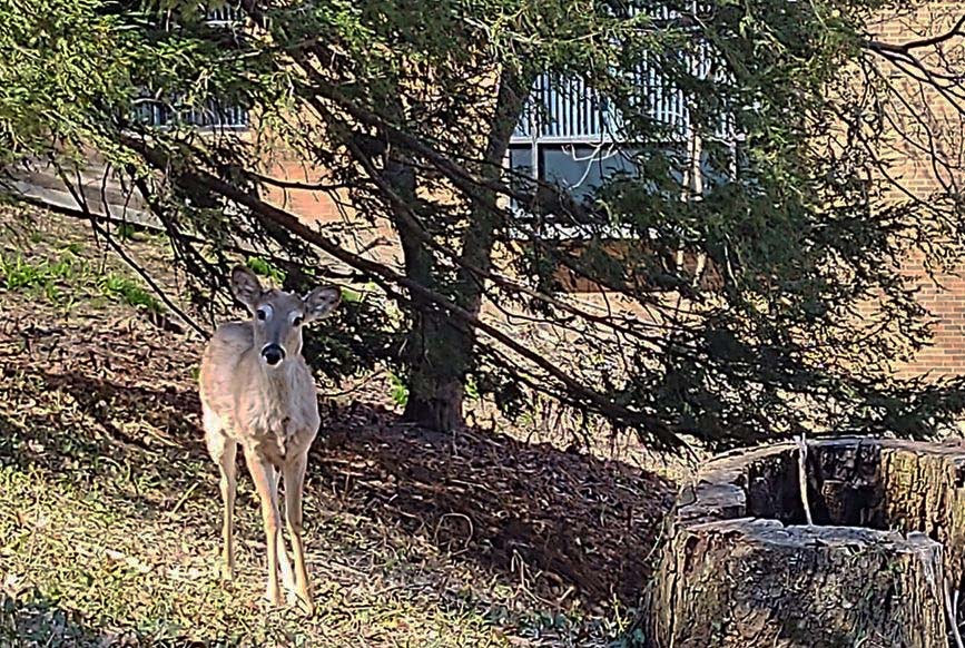 prospective deer