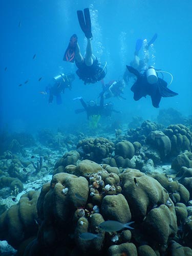 caribbean field trip