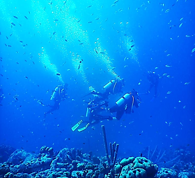 caribbean reefs