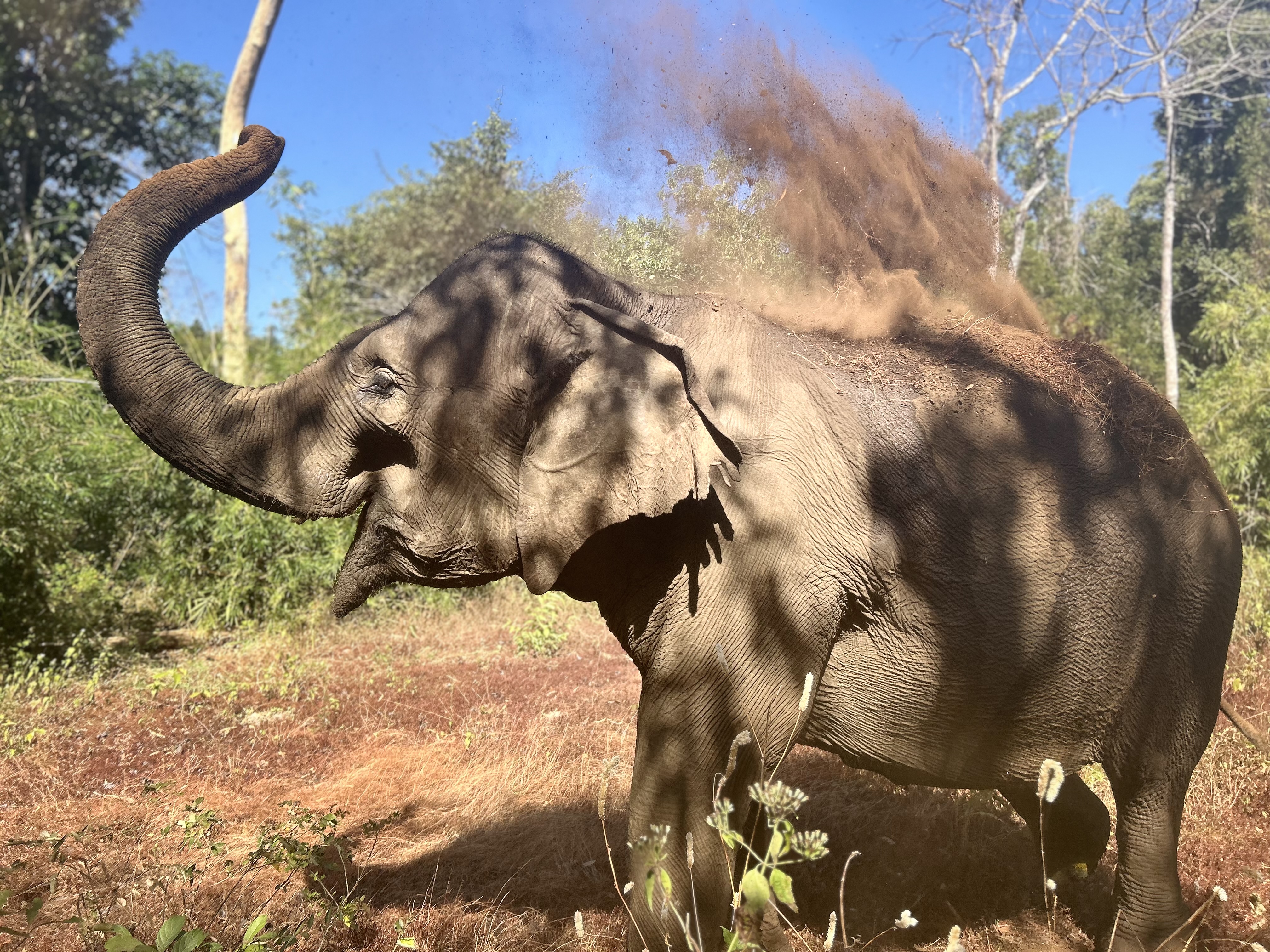 Candid picture capturing the happiness of an elephant tossing dust over its back on a sunny day in Cambodia.
