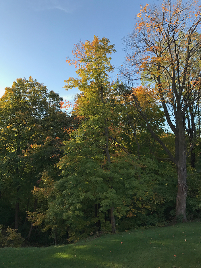 Autumn at Augie