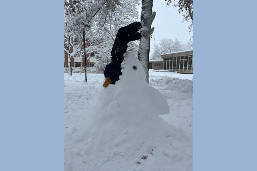 Snow shark