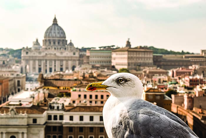 Bird in Rome