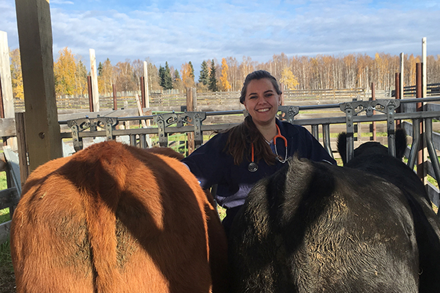 Vet school in Alaska