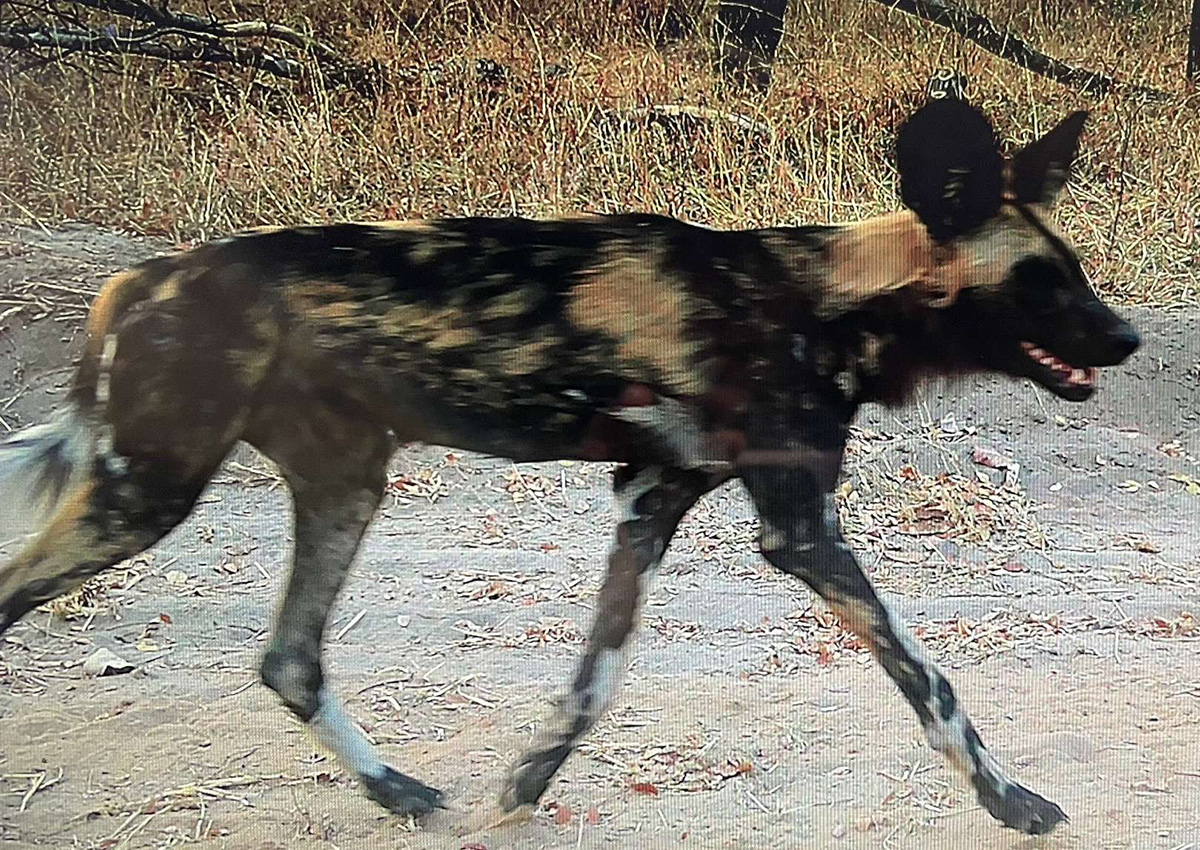 Painted dog