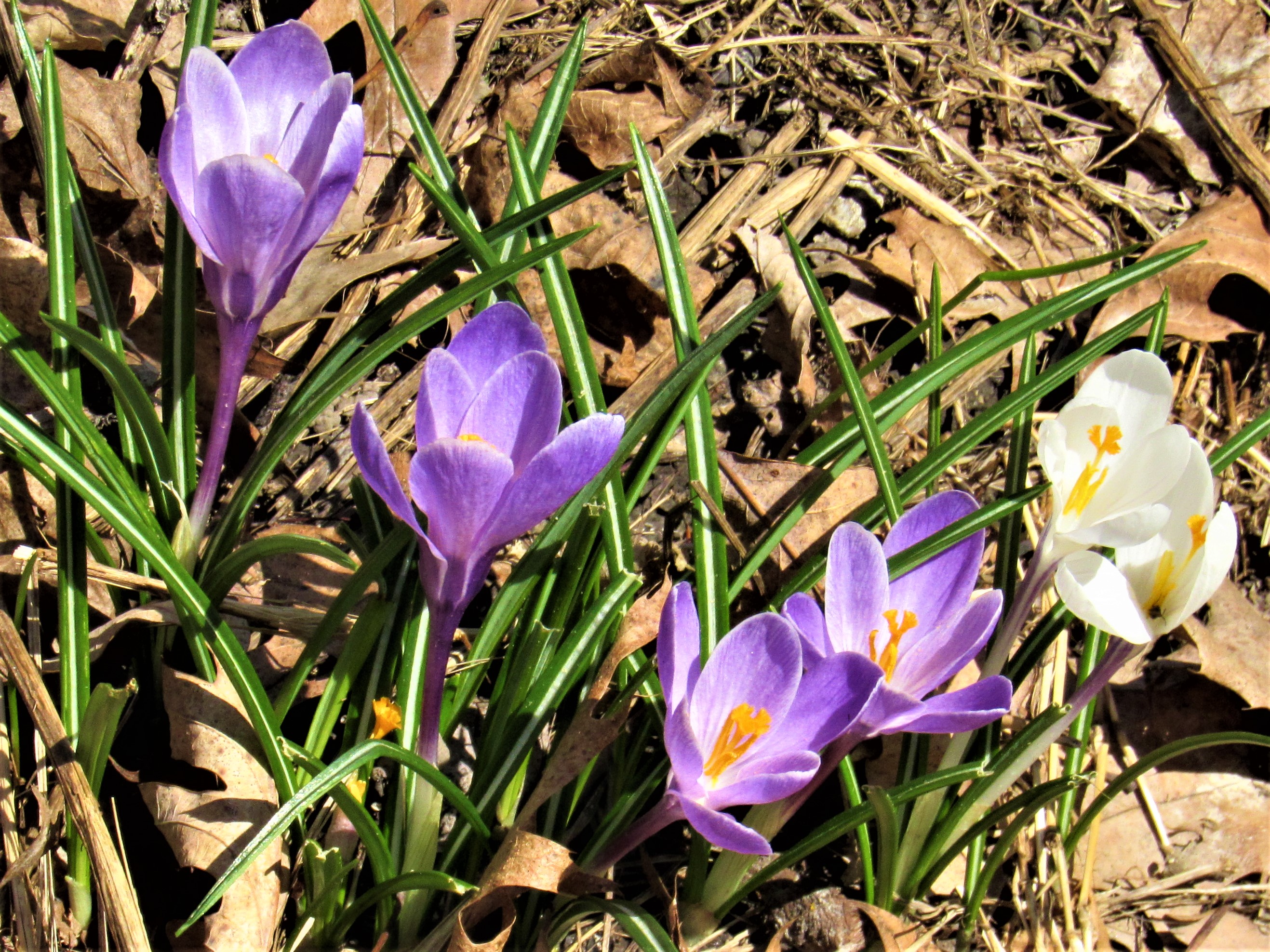 joy of spring