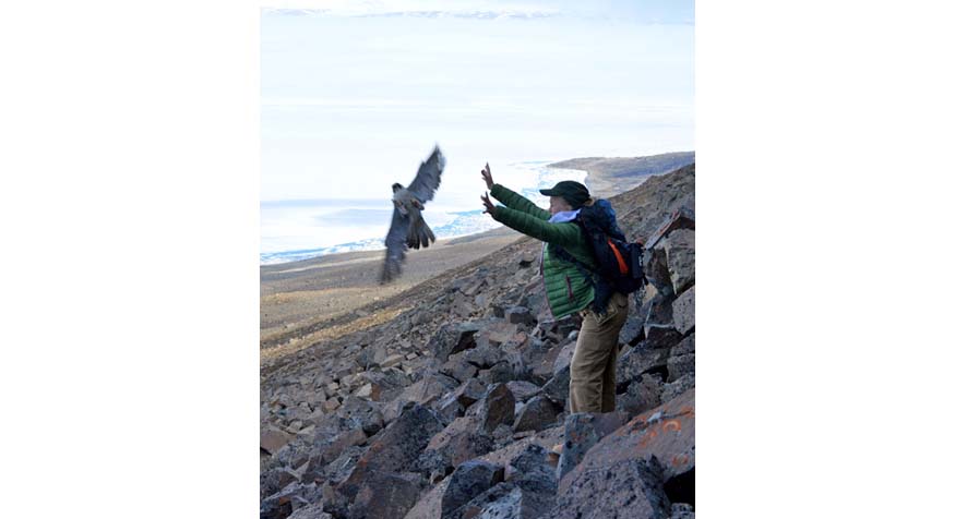 peregrine falcon