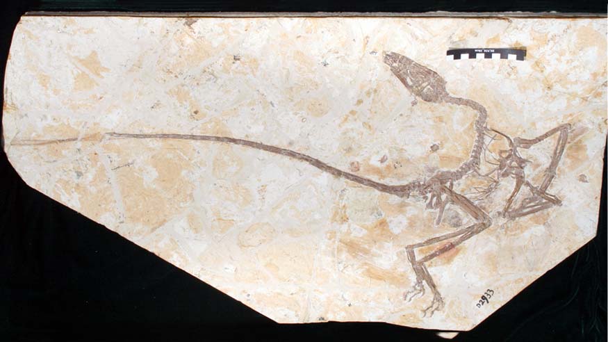 Wulong bohaiensis skeleton