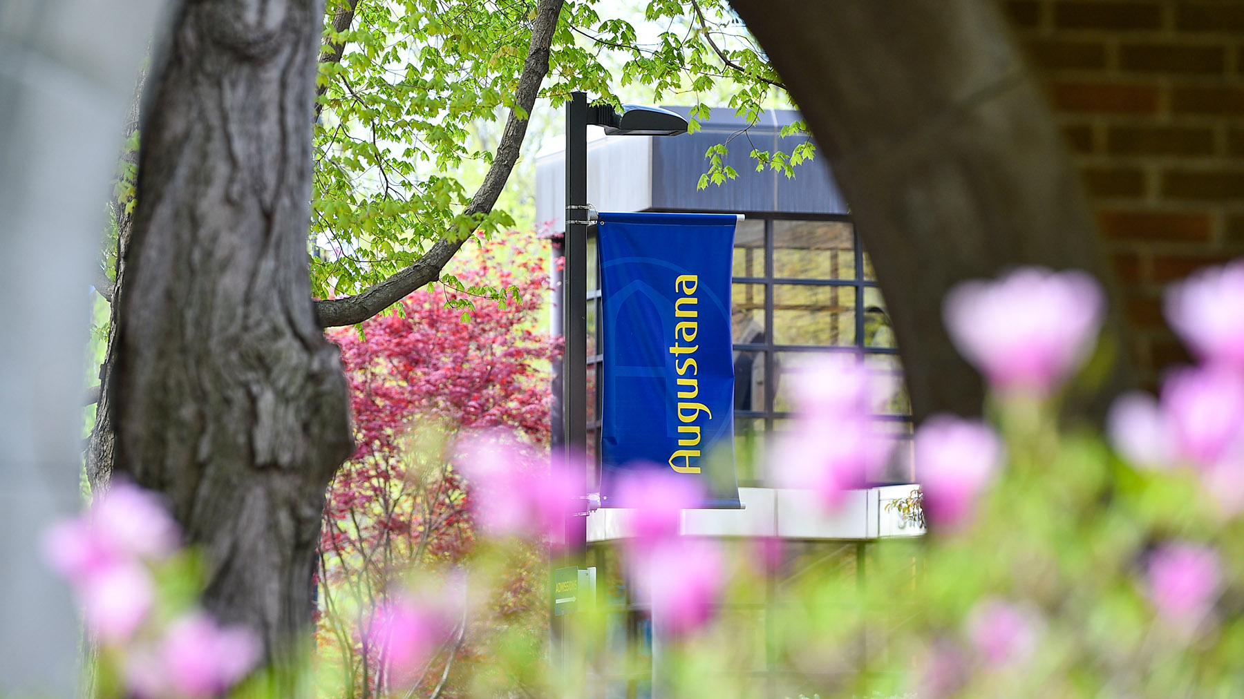 A blue "Augustana" banner attached to a streetlamp outside, daytime, with pink flowers in the foreground