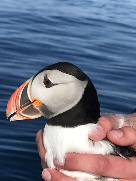 Atlantic puffin