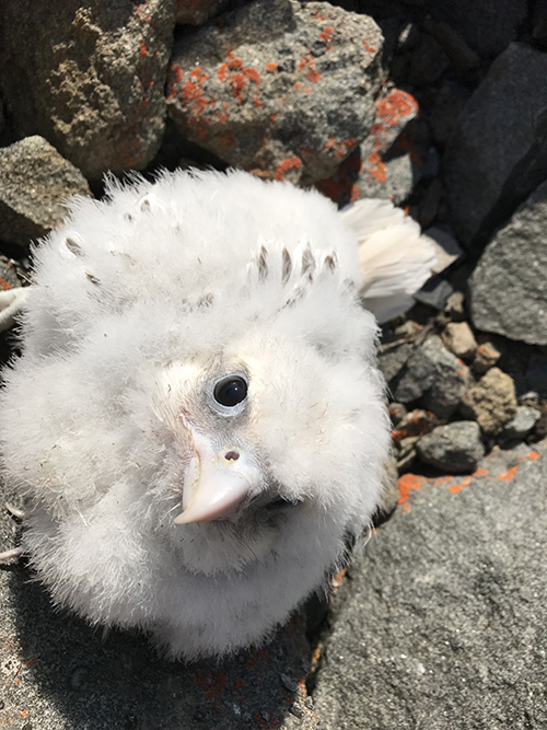 Falcon chick