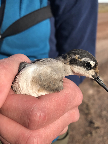 Red-necked phalarope