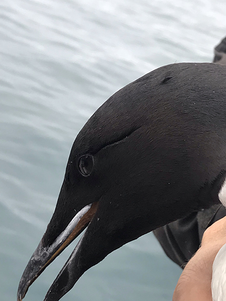 thick-billed murre