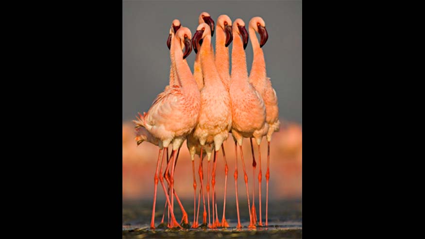 flamingo dance