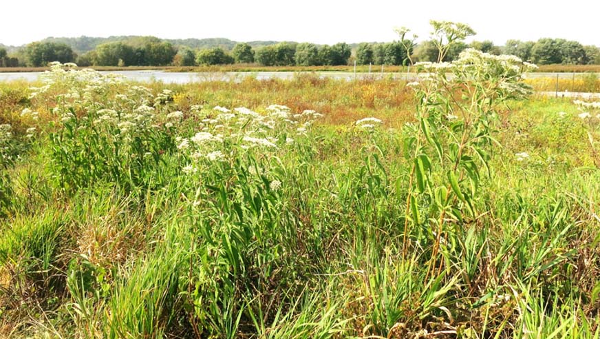 Nahant Marsh Davenport, Iowa