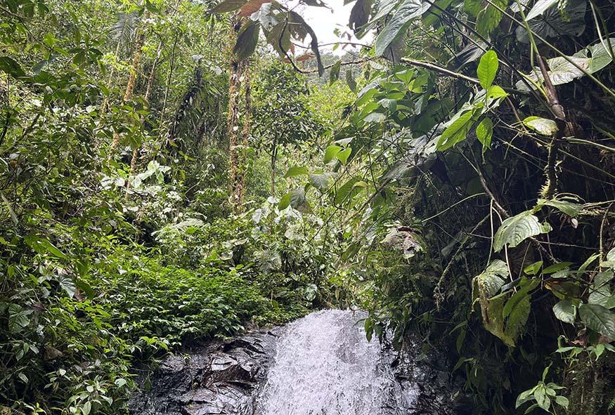 Mindo cloud forest