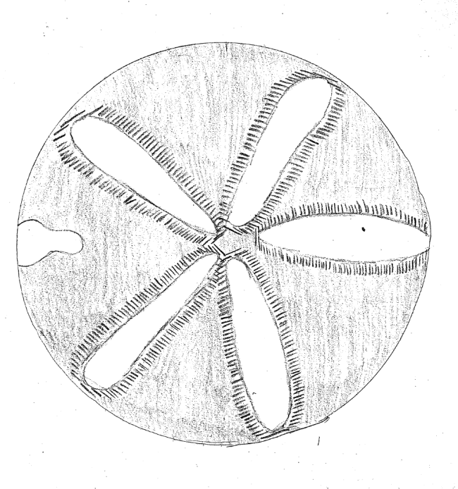 sand dollar child art