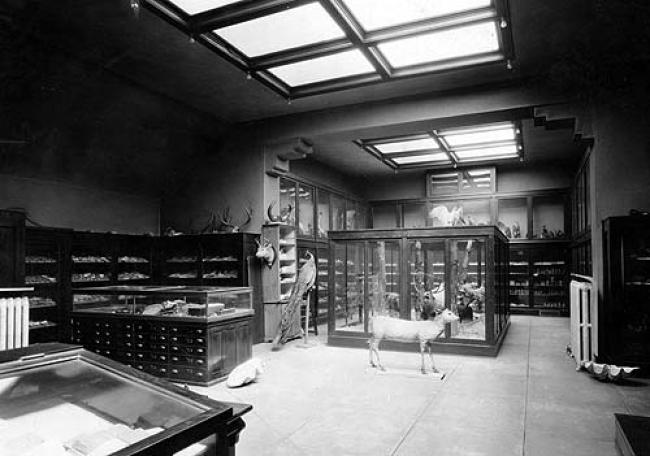 Museum in Denkmann Memorial Library, ca. 1922. (Augustana Special Collections)