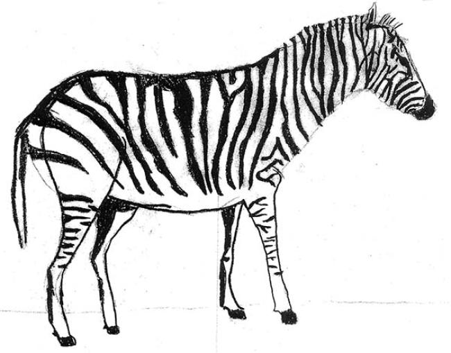 zebra