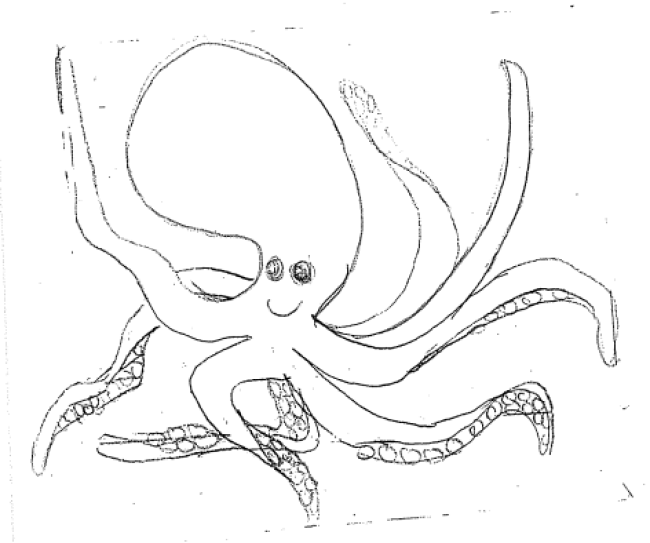 octopus