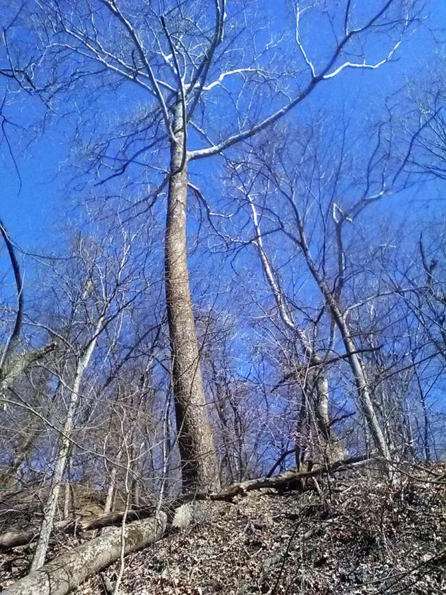 Plane tree