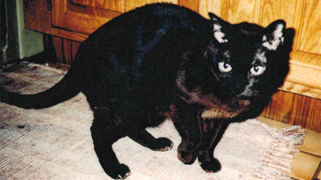 Terence the cat.
