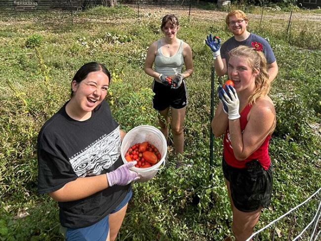 Augie Acres tomatoes