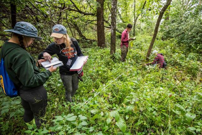 Students studying forest samples