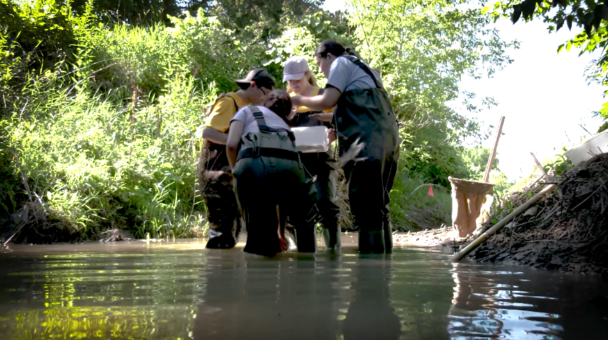 Students with the UMC checking a local stream's invertebrate population.